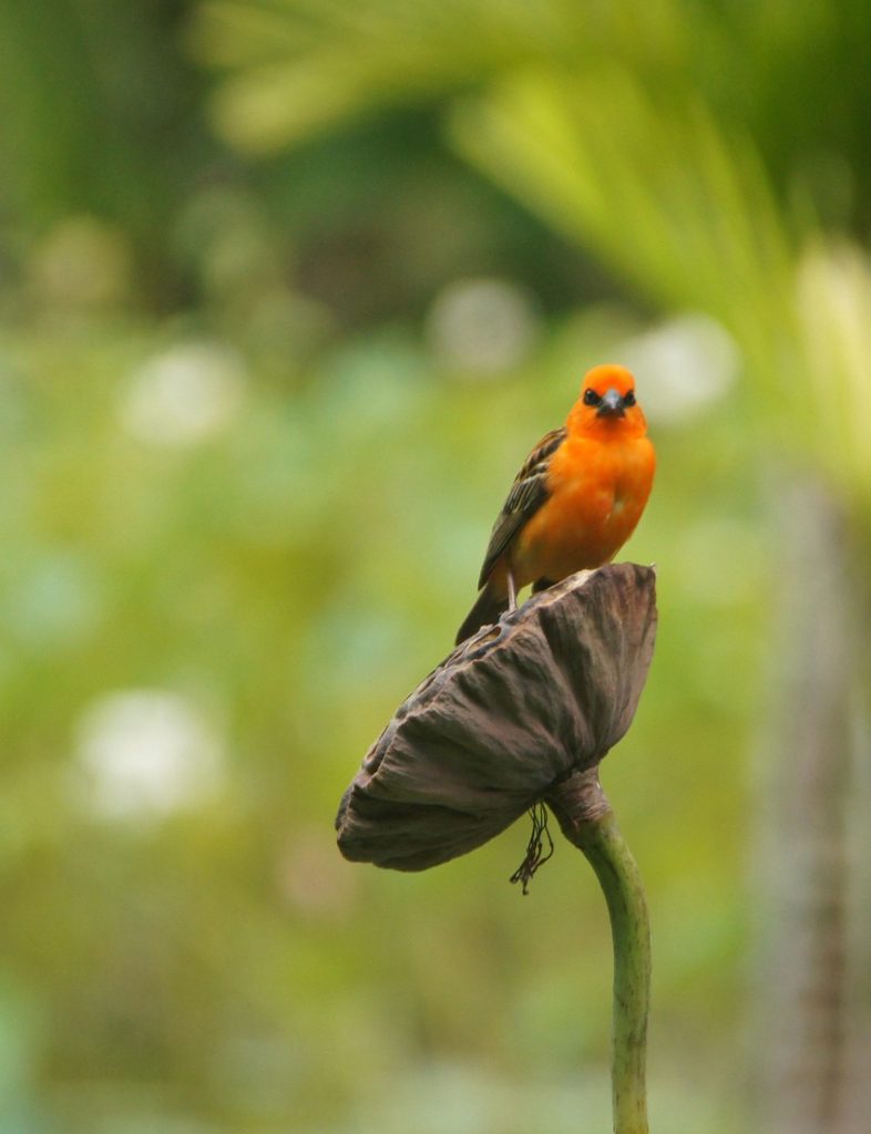 Oiseau orange ile maurice